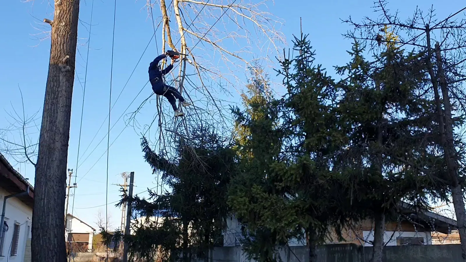 Alpinist utilitar lucrează la tăierea controlată a unui copac în București