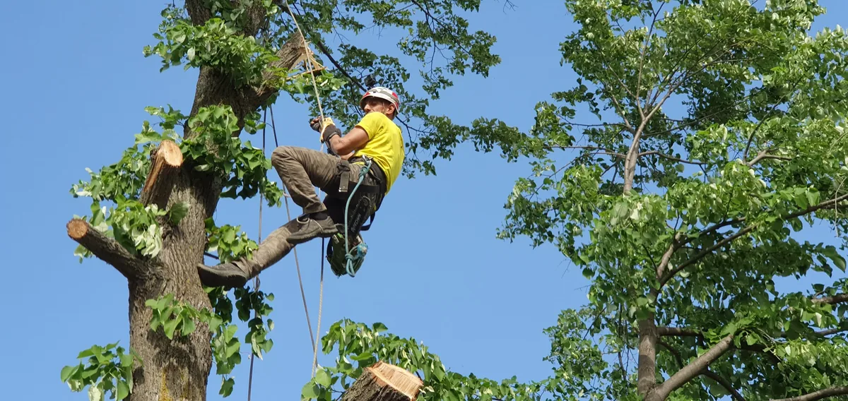 Toaletare copaci cu alpinist utilitar la înălțime