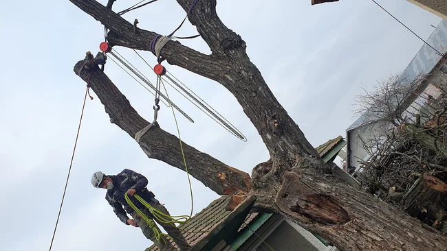 Tăiere copac în curte