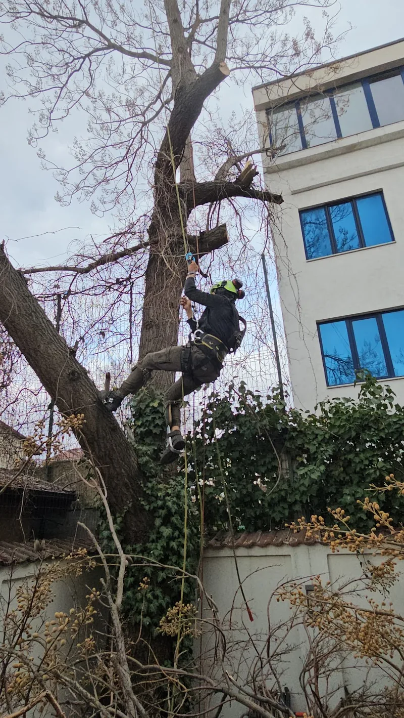 Tăiere de copac lângă clădire în București